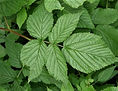 Raspberry(rubus-idaeus)No140.jpg