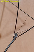 PSG 159 Ramulus anceps-Male9.jpg