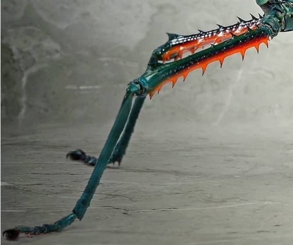 Achrioptera manga male hind leg1.jpg