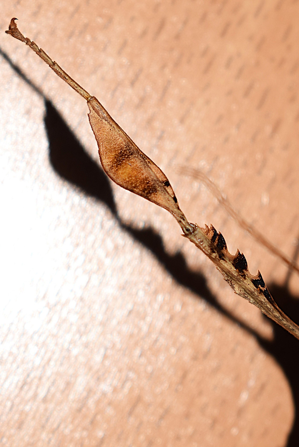 PSG 9 Extatosoma tiaratum adult male-Front leg claw.JPG