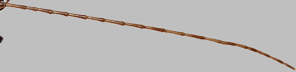 PSG 9 Extatosoma tiaratum adult male antennae 2aaa.JPG
