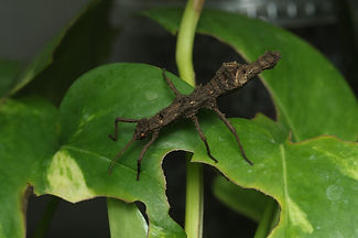 Pylaemenes scrupeus 1.jpg