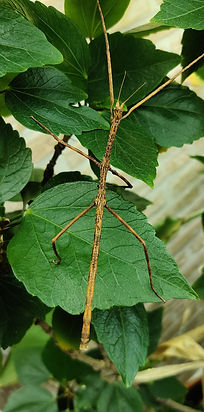 PSG 22 Ramulus thaii-2.jpg