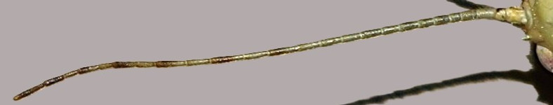 PSG 9 Extatosoma tiaratum female- antennae.JPG