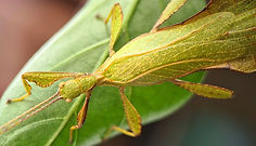 Phyllium bradleri 1.jpg