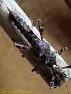 PSG326 Trachyaretaon echinatusNo5_JPG.webp