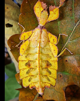 Phyllium sp-BUKIDNON.jpg