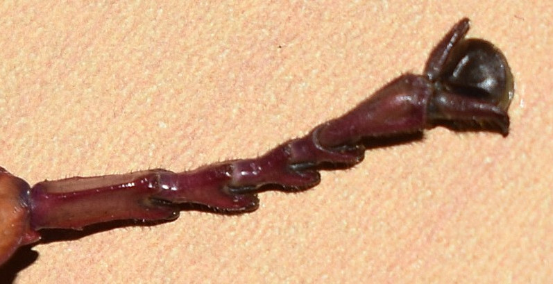 Hind Leg.JPG