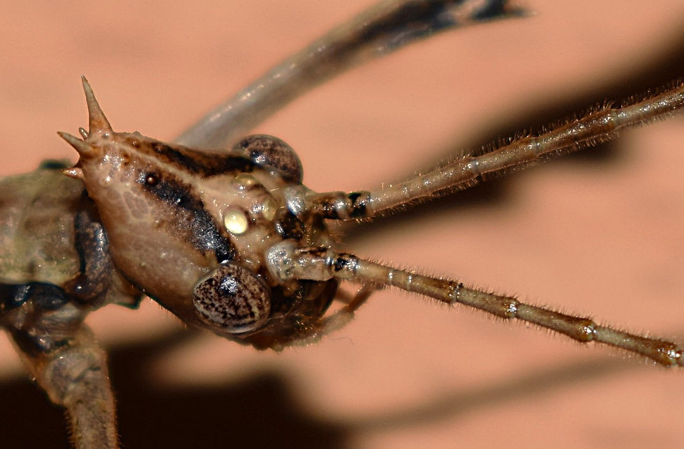 PSG 9 Extatosoma tiaratum adult male 3.JPG