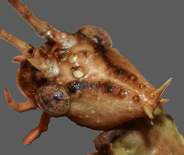 PSG 9 Extatosoma tiaratum adult male-Ocelli.JPG