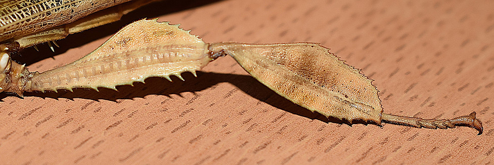 PSG 9 Extatosoma tiaratum adult male-Hind leg.JPG