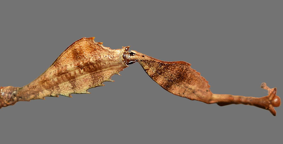 PSG 9 Extatosoma tiaratum adult mid-Front leg.JPG