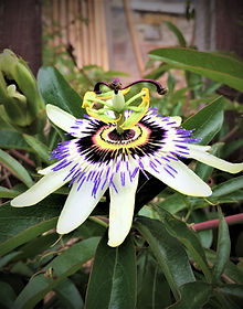 PASSION FLOWER