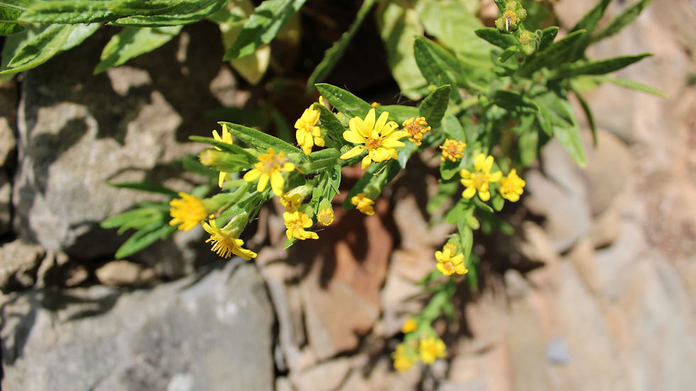 Inula viscosa (coastal form) — wild plant of Israel photographed in its natural habitat