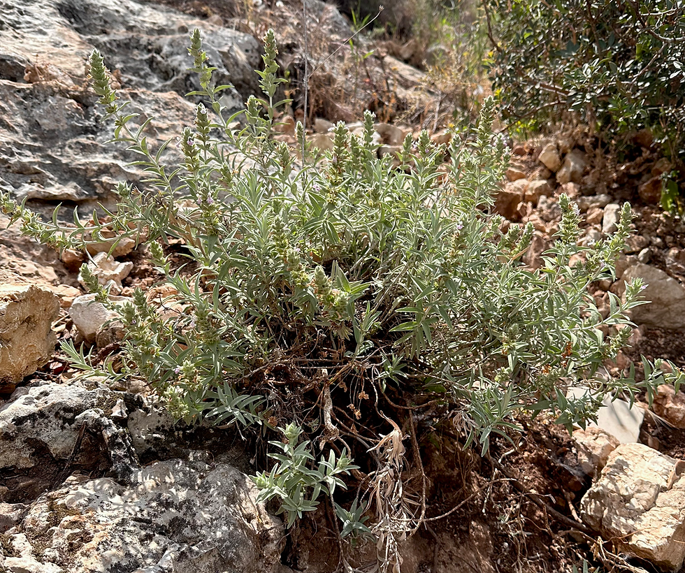 Stachys palaestina L. — wild plant of Israel photographed in its natural habitat