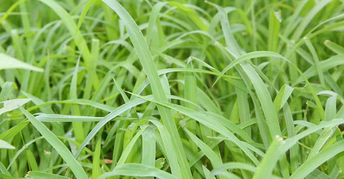 Tall green gingergrass plants growing in the Indian countryside