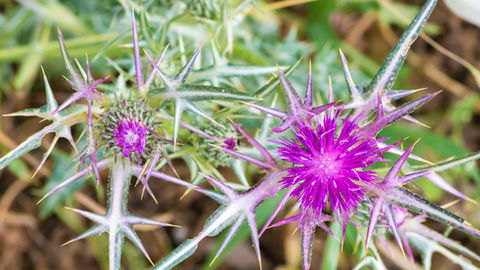 Notobasis syriaca