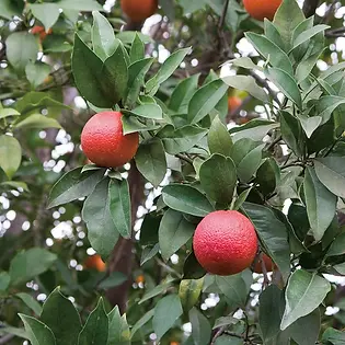blood orange fruits growing on a tree in natural sunlight