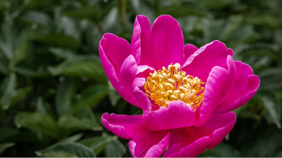 Paeonia sp. — wild plant of Israel photographed in its natural habitat