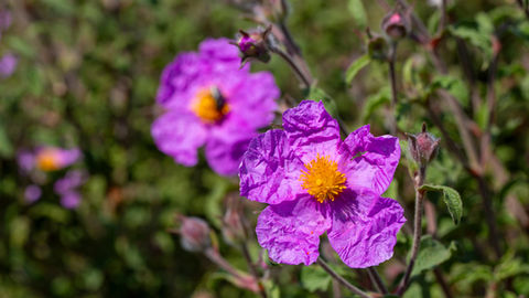 Cistus creticus