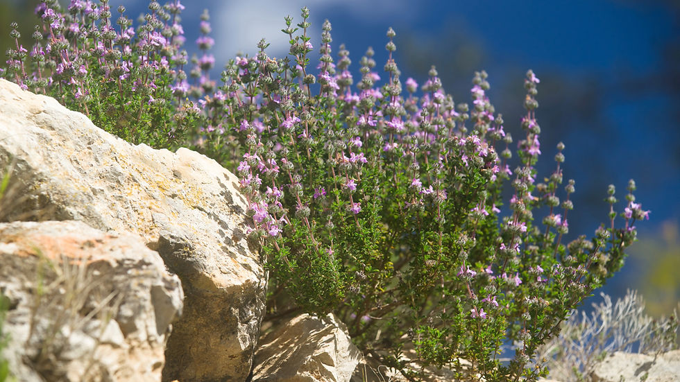 Satureja thymbra — wild plant of Israel photographed in its natural habitat