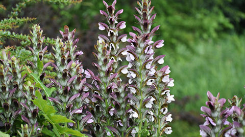 Acanthus mollis