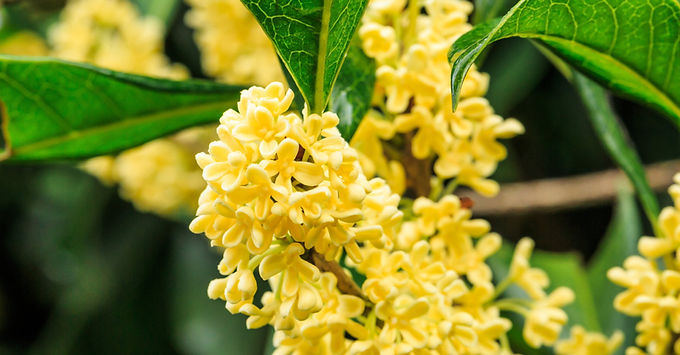 Osmanthus fragrans blooming in the wild with tiny golden blossoms in soft light
