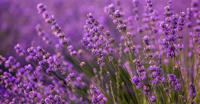 lavender in nature — blooming lavender field in southern France