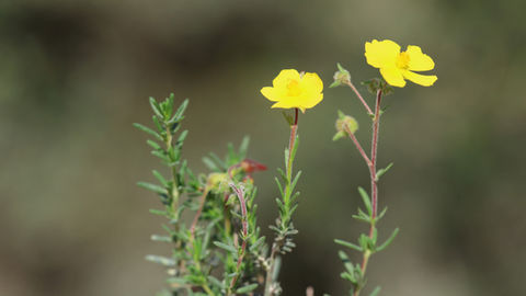 Fumana thymifolia