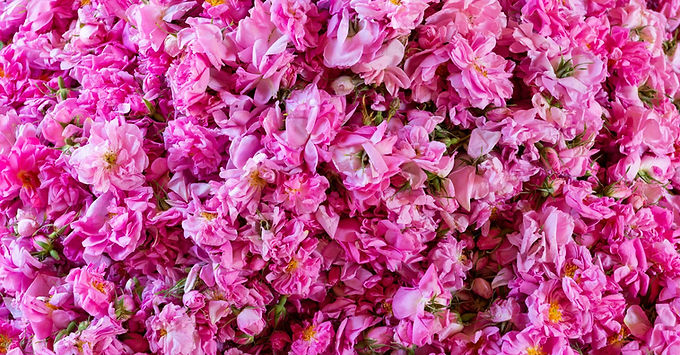 Damask rose blooming in a Moroccan garden