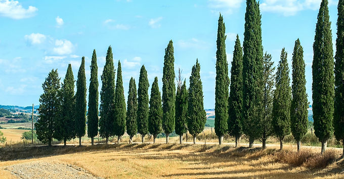 tall cypress trees growing under the clear sky in rural Spain