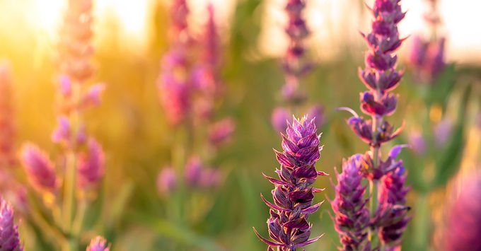 Clary sage flowering in a sunny field in southern France