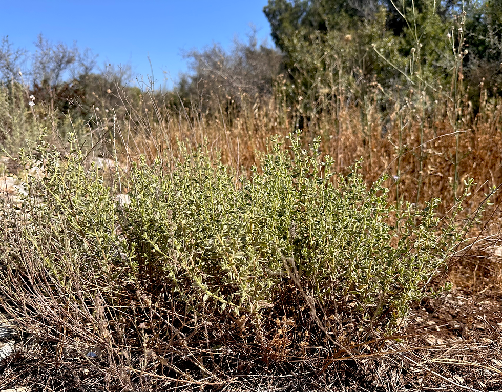 Origanum syriacum — wild plant of Israel photographed in its natural habitat
