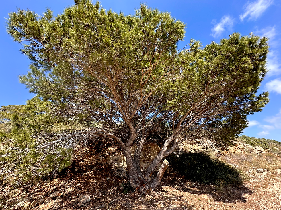 Pinus halepensis — wild plant of Israel photographed in its natural habitat
