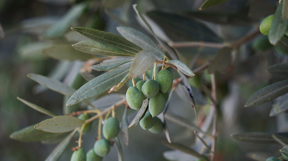 Olea europaea — wild plant of Israel photographed in its natural habitat