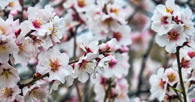 Early spring bloom of the bitter almond tree — fragile white-pink flowers on bare branches