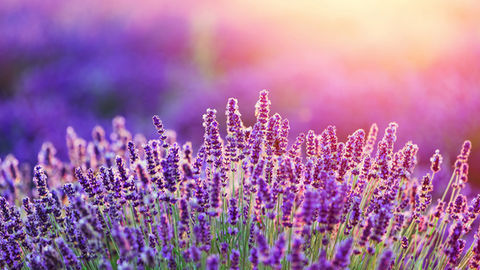 Lavender