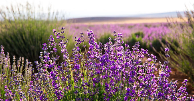 Lavender angustifolia flowers blooming under the sun in the open fields of the USA