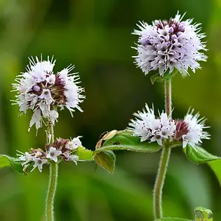 Bergamot mint plant with fresh green leaves growing in natural light