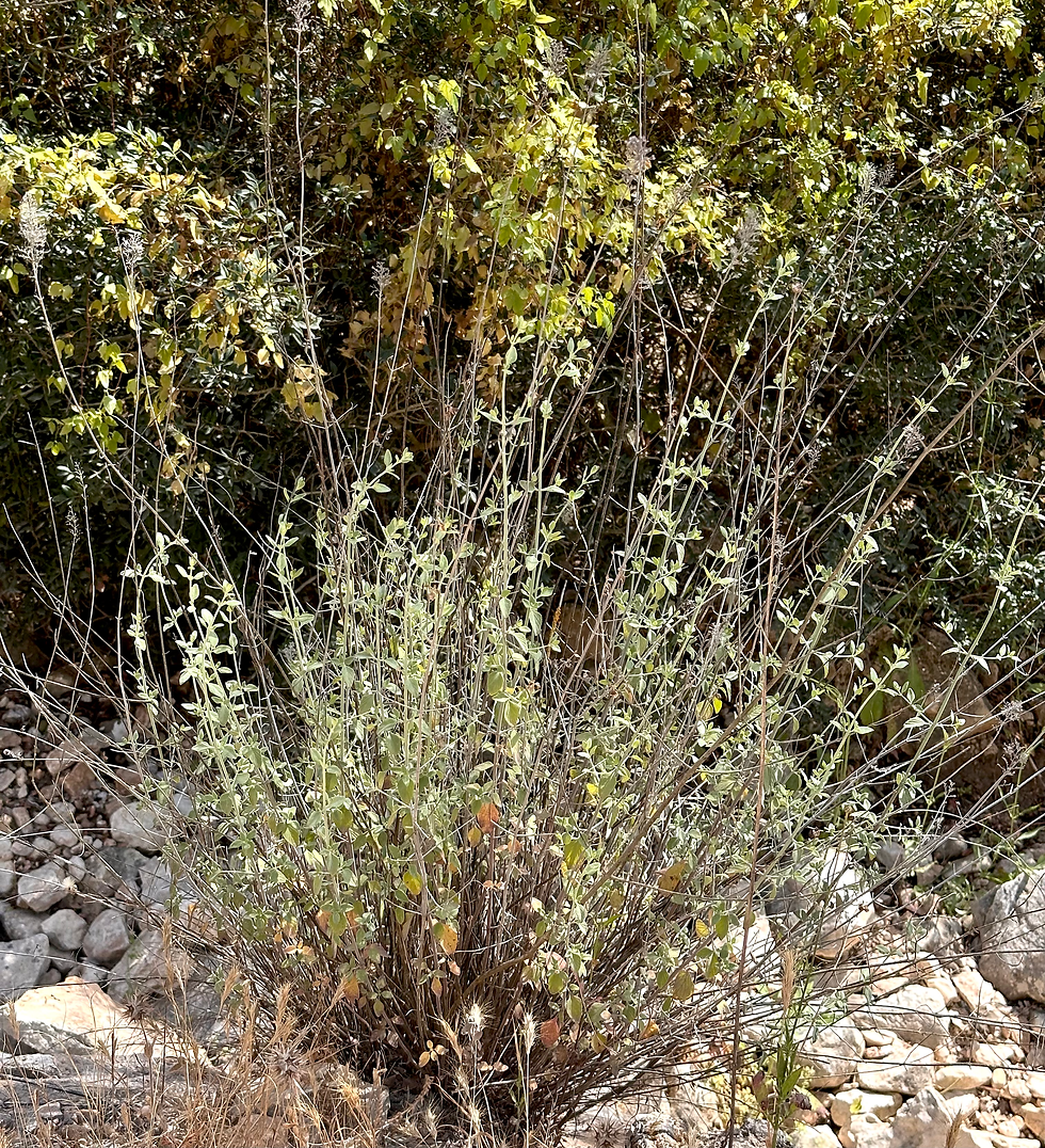 Micromeria fruticosa — wild plant of Israel photographed in its natural habitat