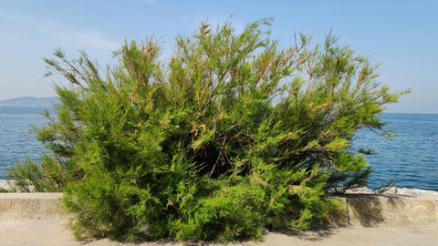tamarix, wild plants Israel