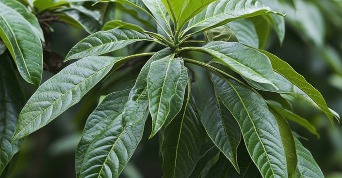 Tolu balsam tree in a natural South American forest