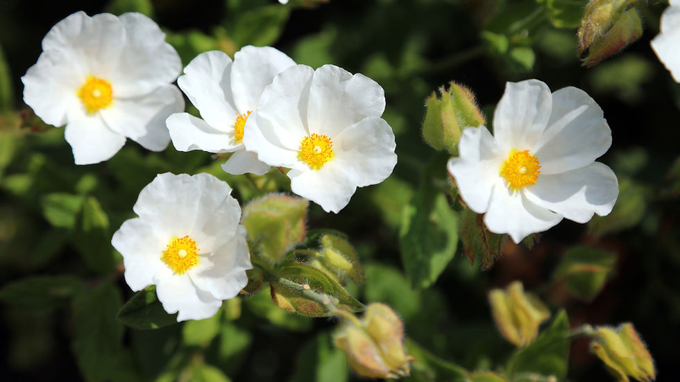 Cistus salviifolius — wild plant of Israel photographed in its natural habitat