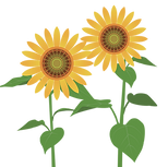 Sunflower-x-2.png