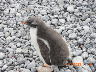 More Adorable Baby Penguins