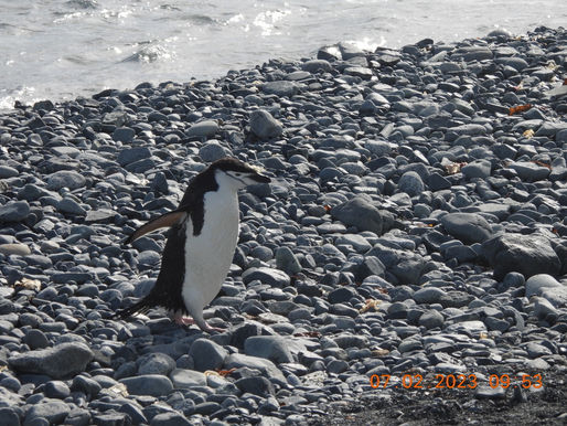 Chinstrap Penguins and other Wildlife