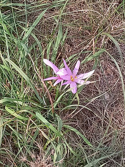 Sortie pédestre à BERG 29.09 (5)