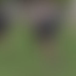 Ilkley Climb in League Table With Win Over Cleckheaton