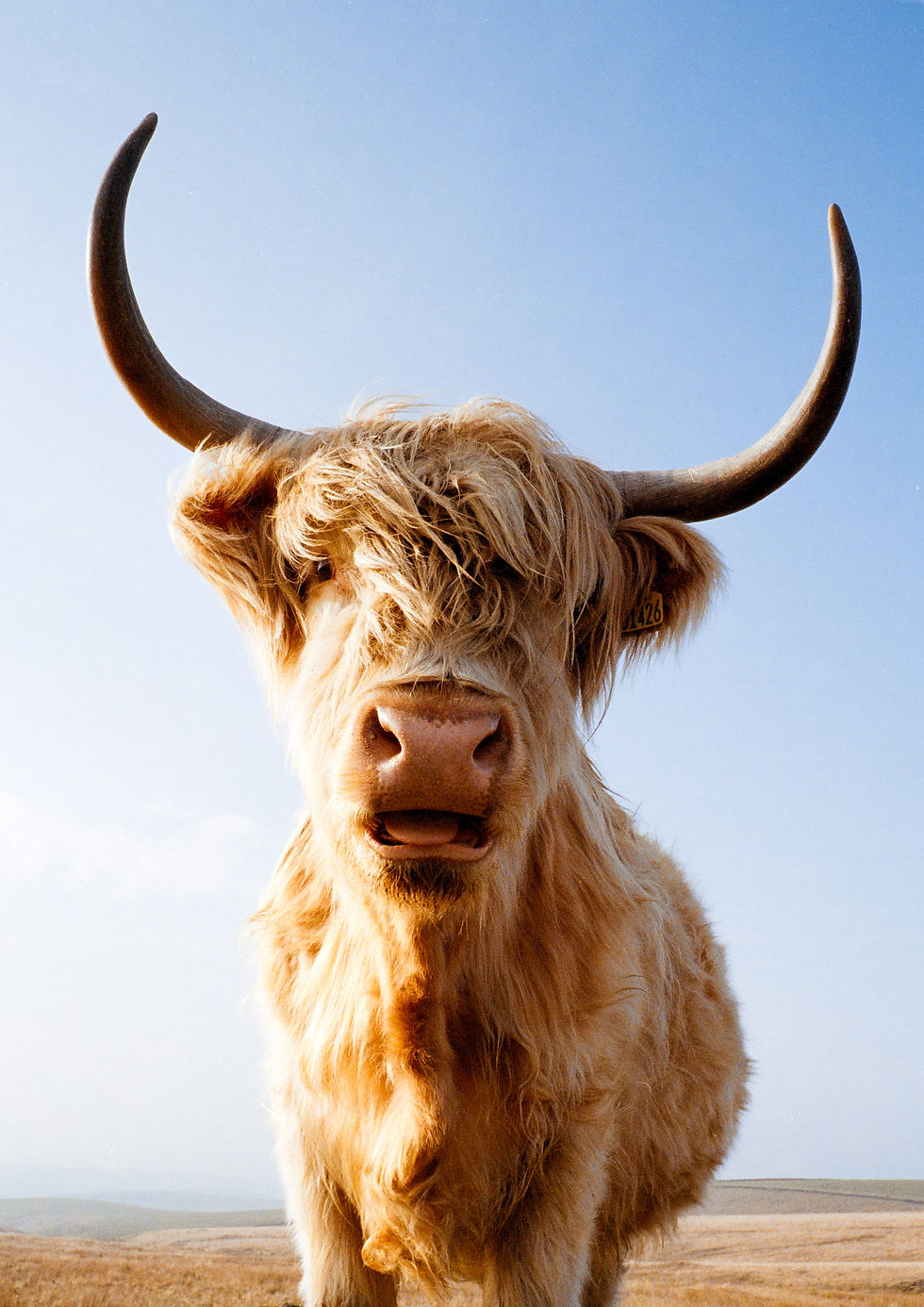 The other cow print