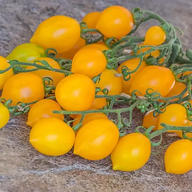 Tomate Giagù